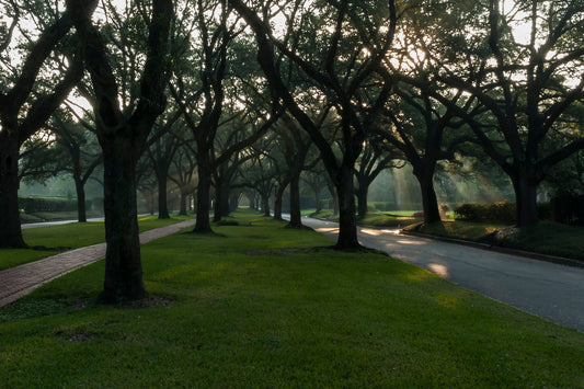 South Boulevard, Houston
